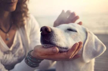 Mascotas: un amor sin barreras