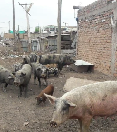 criadero-ilegal-en-mendoza