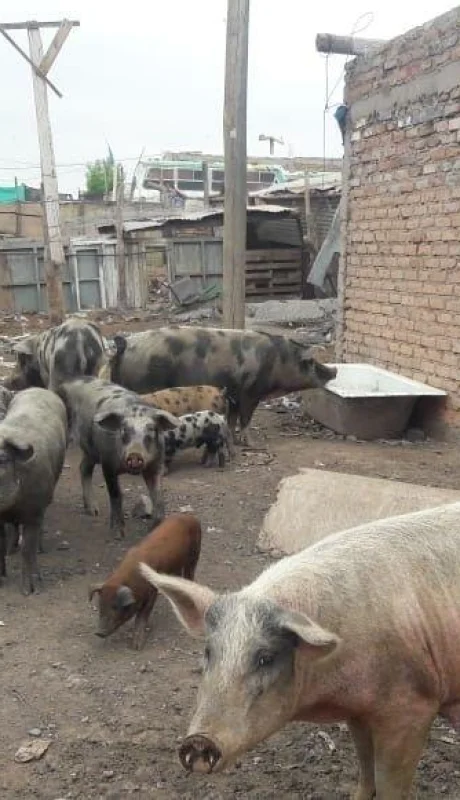 criadero-ilegal-en-mendoza