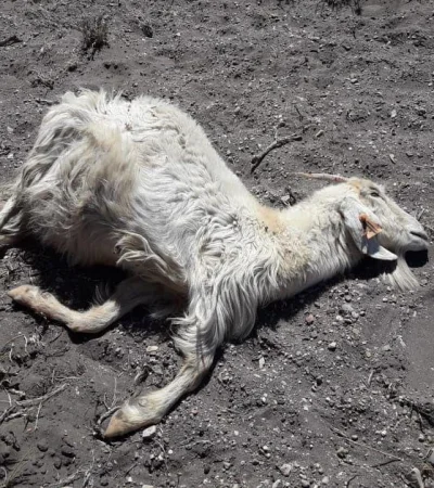 f4a87af1-ca7d-4a2e-9226-01291e2954ab