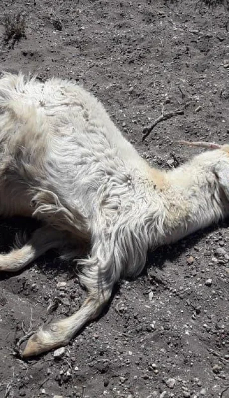 f4a87af1-ca7d-4a2e-9226-01291e2954ab