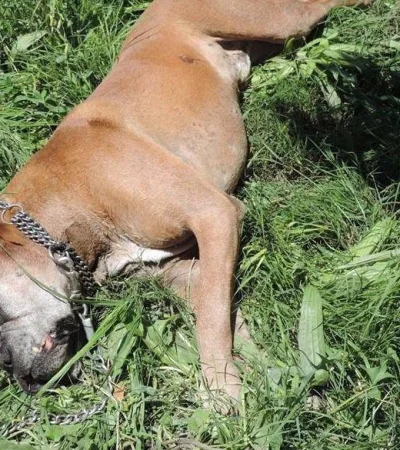 46495584_349782195579816_6420272531747373056_n