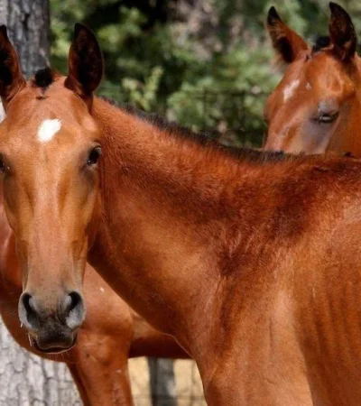 hombre-que-atropelló-un-caballo-en-tunuyán