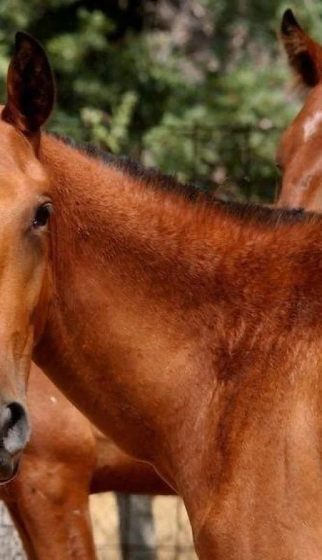 hombre-que-atropelló-un-caballo-en-tunuyán