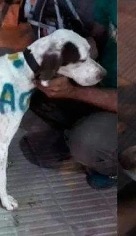 perro-boca-rosario-hombre-denunciado-