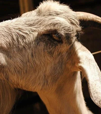 chivo-mendoza-granja