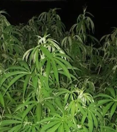 allanamiento-marihuana-droga-san-martin