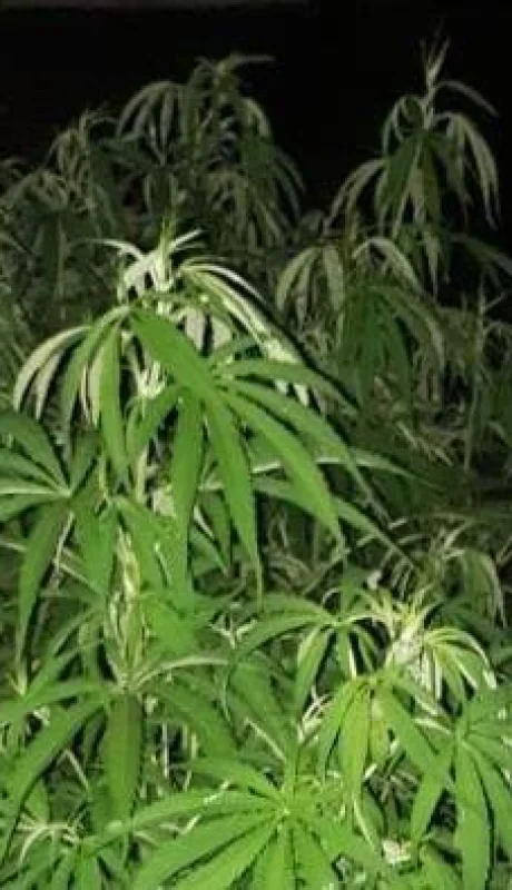 allanamiento-marihuana-droga-san-martin