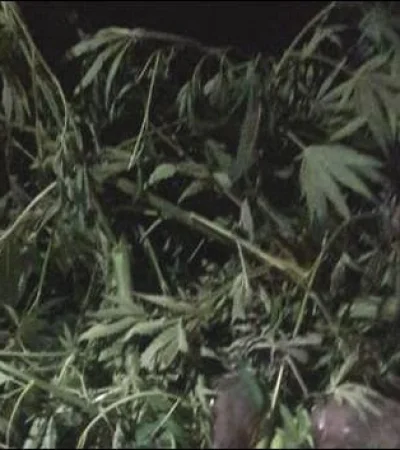 detenidos-guaymallen-marihuana-mendoza-domingo-policiales