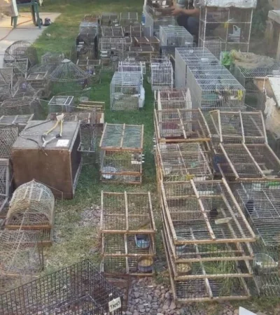 secuestro-aves-silvestres-mendoza-lujan-de-cuyo