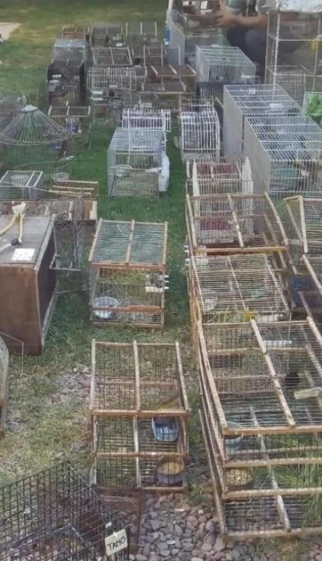 secuestro-aves-silvestres-mendoza-lujan-de-cuyo