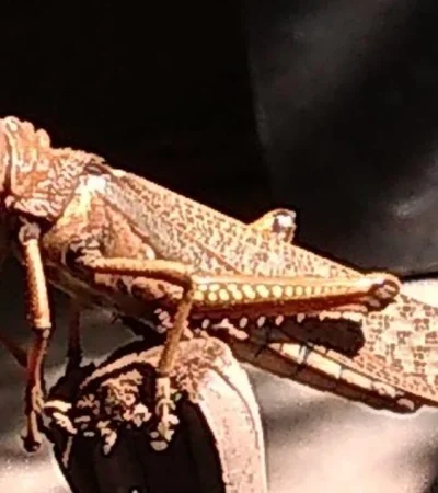 WhatsApp-Image-2019-01-09-at-19.29.01