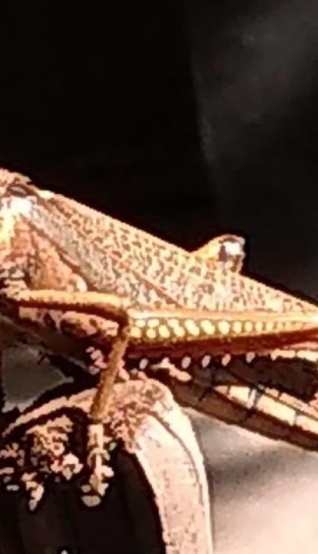 WhatsApp-Image-2019-01-09-at-19.29.01