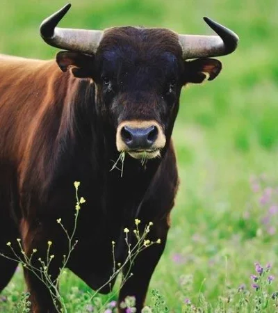 toro