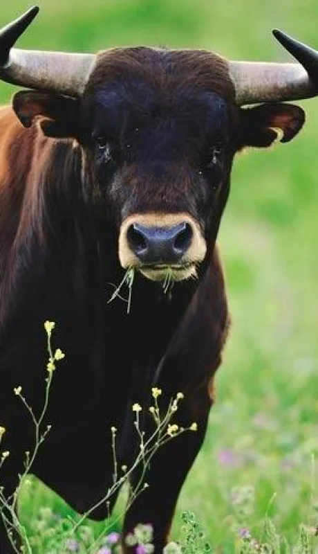 toro