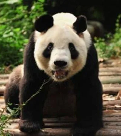 PANDA