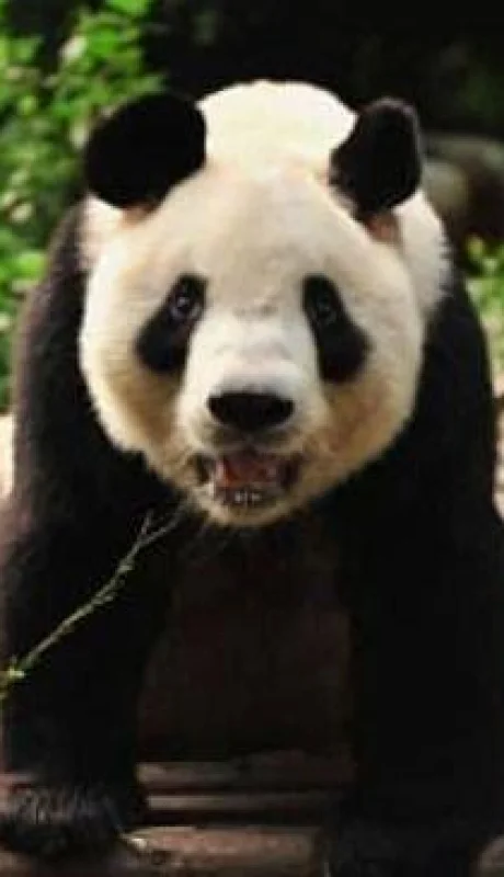 PANDA