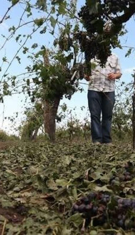 1.-Emergencia-Agropecuaria
