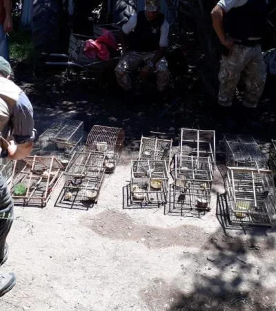 secuestro-aves-extinción-mendoza-maipú-godoy-cruz-2