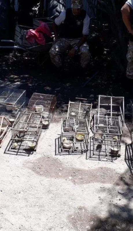 secuestro-aves-extinción-mendoza-maipú-godoy-cruz-2