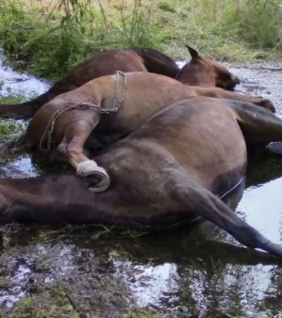 caballos-muertos-rio-negro-electrocutados-fotos-los-amigos