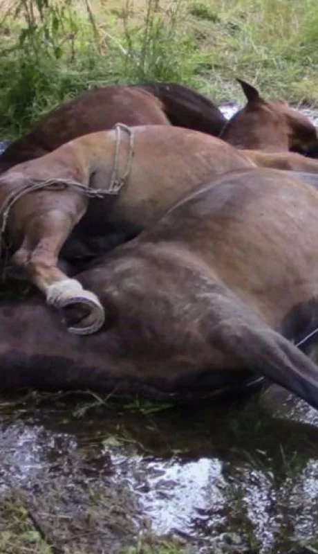 caballos-muertos-rio-negro-electrocutados-fotos-los-amigos