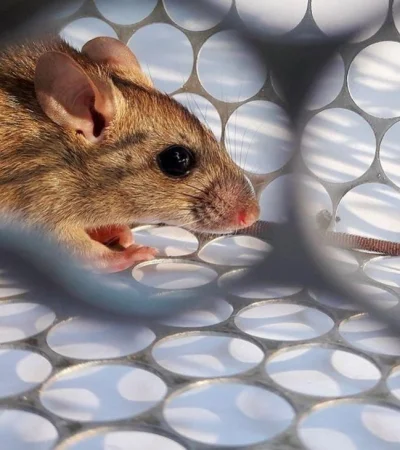 hantavirus