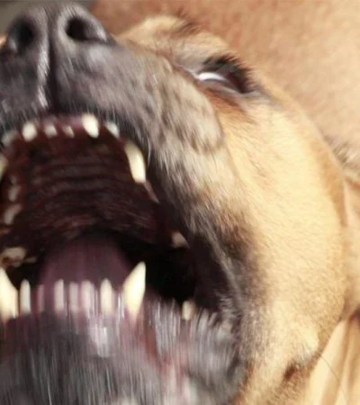 perro-san-rafael-ataque-bebe-mujeres-madre-abuela