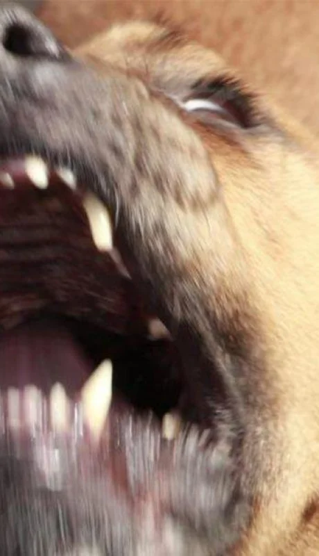 perro-san-rafael-ataque-bebe-mujeres-madre-abuela