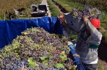 FOEVA reclama mejoras salariales y un bono extra en la industria vitivinícola