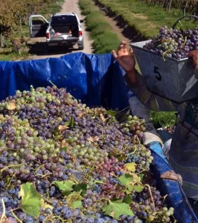 FOEVA reclama mejoras salariales y un bono extra en la industria vitivinícola