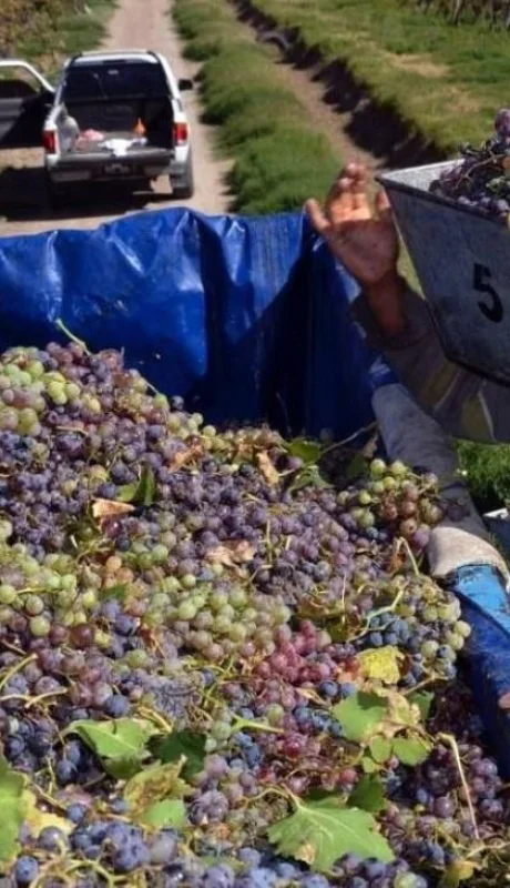 FOEVA reclama mejoras salariales y un bono extra en la industria vitivinícola