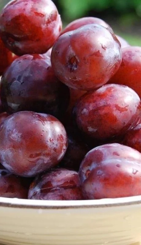 ciruelas-mendoza-produccion-economía-caída