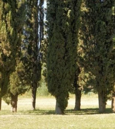 mendoza-arbolado-público