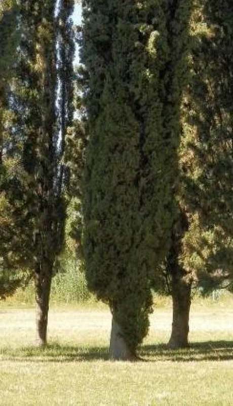 mendoza-arbolado-público