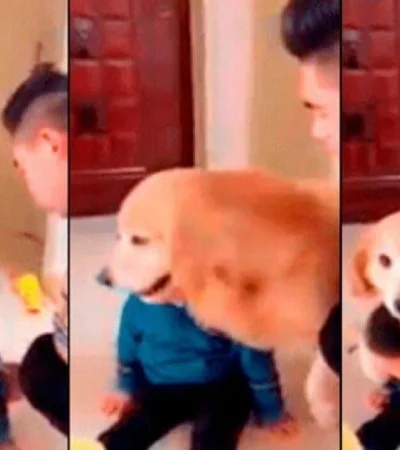 perro-defiende-nene