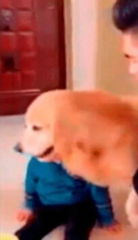 perro-defiende-nene