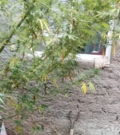 plantas-marihuana-droga-mendoza-godoy-cruz-allanamiento-2