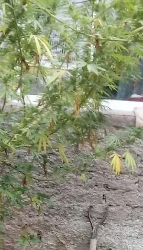 plantas-marihuana-droga-mendoza-godoy-cruz-allanamiento-2