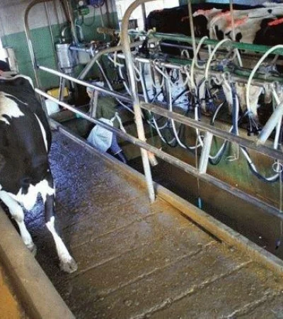 tambo-mendoza-leche-productores-argentina-escasez-marcas