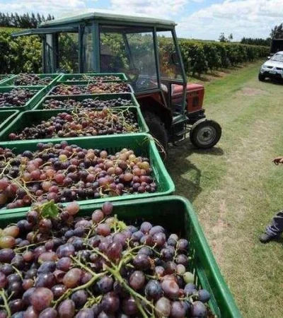 vitiviniculutra-fondo-anticíclico