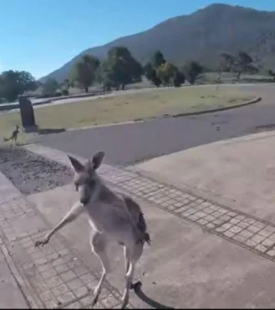 canguro