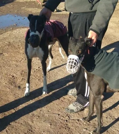carrera-de-galgos-detenidos-san-rafael-17-hombre-mendoza