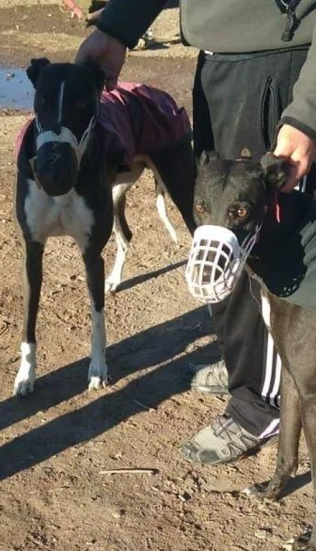 carrera-de-galgos-detenidos-san-rafael-17-hombre-mendoza