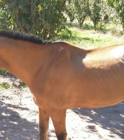 caballos-robados-equinos-mendoza-bodega-policiales-2