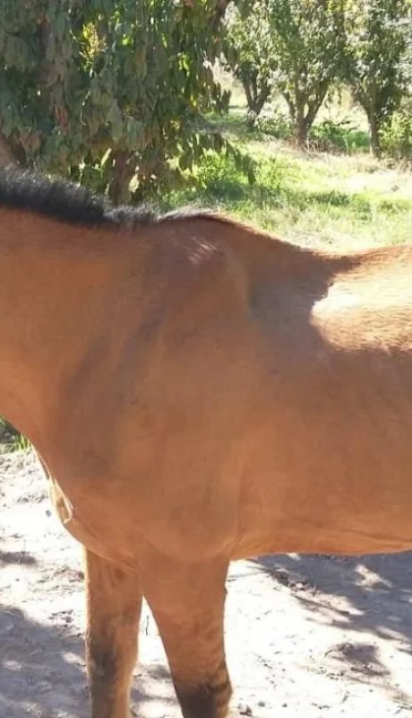 caballos-robados-equinos-mendoza-bodega-policiales-2