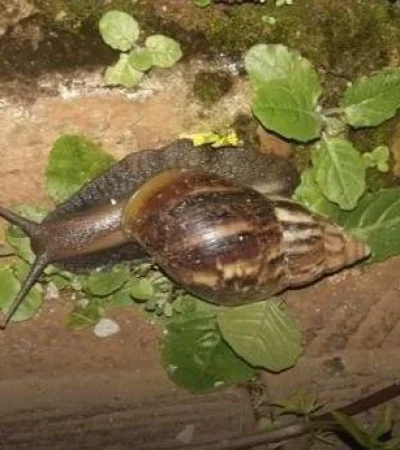 caracol-africano-plaga-argentina-fotos-video-peligro-enfermedades