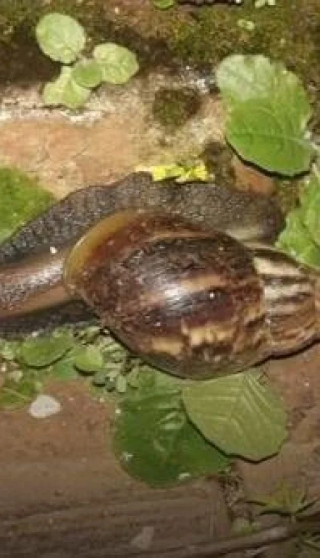 caracol-africano-plaga-argentina-fotos-video-peligro-enfermedades