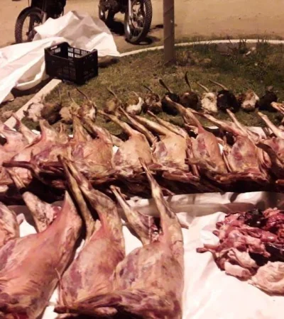 policiales-mendoza-san-rafael-camioneta-animales-cabras-faenados