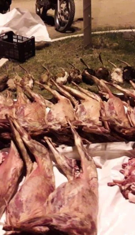 policiales-mendoza-san-rafael-camioneta-animales-cabras-faenados